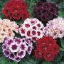 Seminte profesionale  Gloxinia (Sinningia hybrida)- Gloxinia - imagine 49243